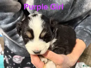 Mixed Breed dogs Purple Girl - Ad 6