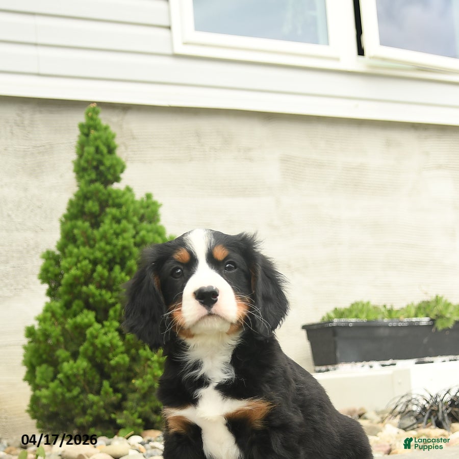 Miniature Bernese Mountain Dog dogs Reagan - Ad 2