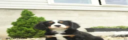 Miniature Bernese Mountain Dog dogs for sale: Reagan - Ad 2