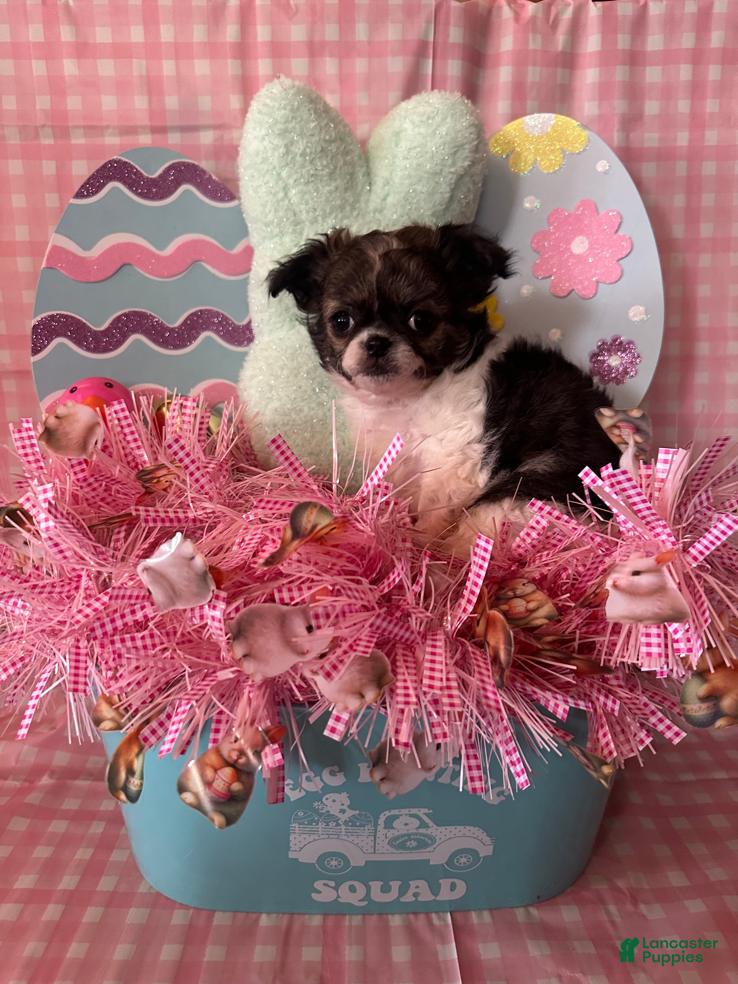 Chihuahua dogs Smoosh - Ad 29