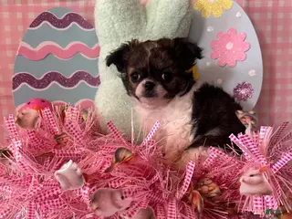 Chihuahua dogs Smoosh - Ad 29