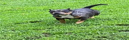 American Bully dogs for sale: American Bully 1 - Ad 3
