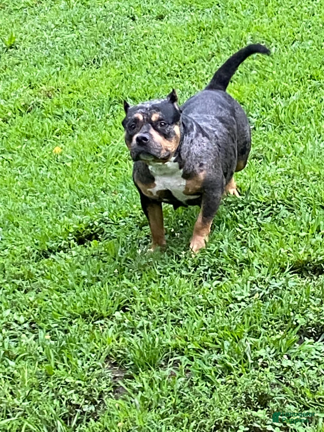American Bully dogs for sale: American Bully 1 - Ad 3