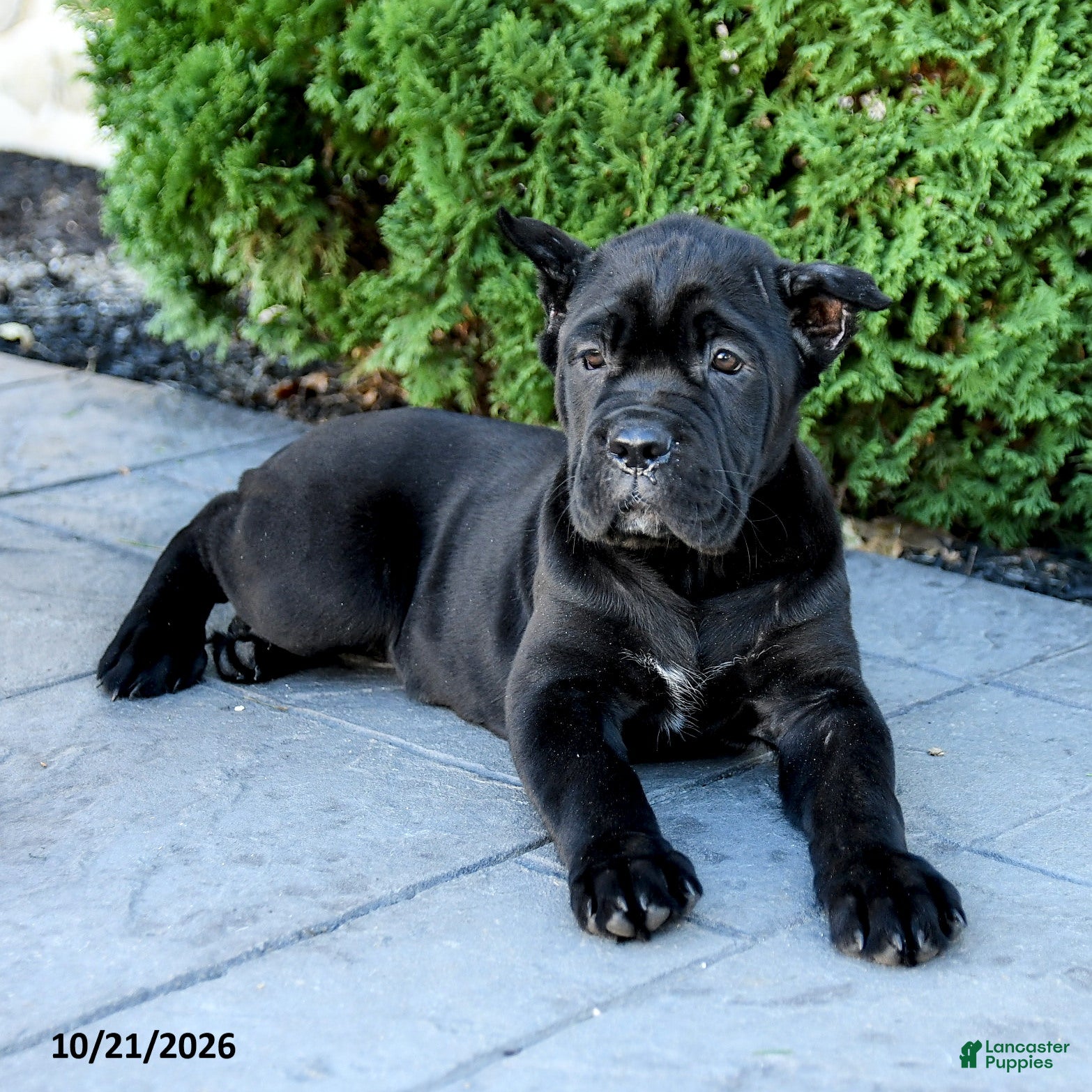 Cane Corso dogs for sale: Reign - Ad 2