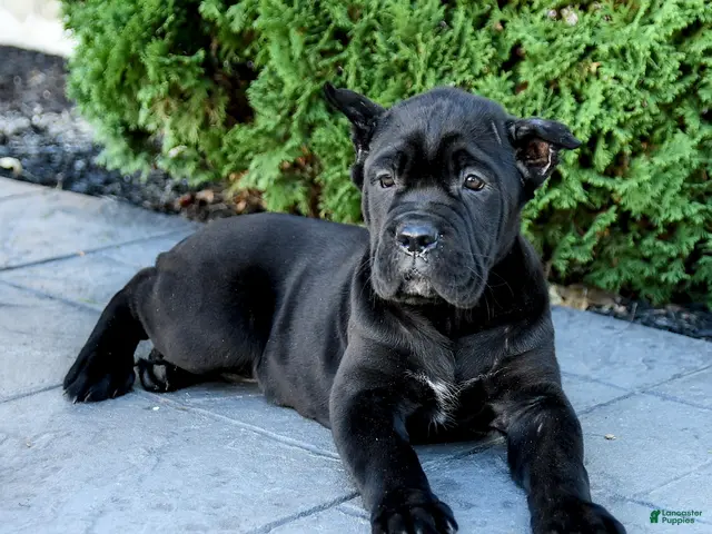 Cane Corso dogs for sale: Reign - Ad 2