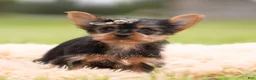 Yorkshire Terrier dogs for sale: Sparky - Ad 5
