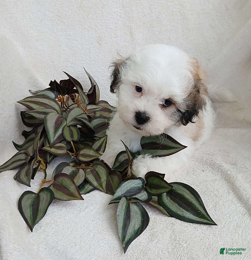 Teddy Bear dogs Connor - Ad 1