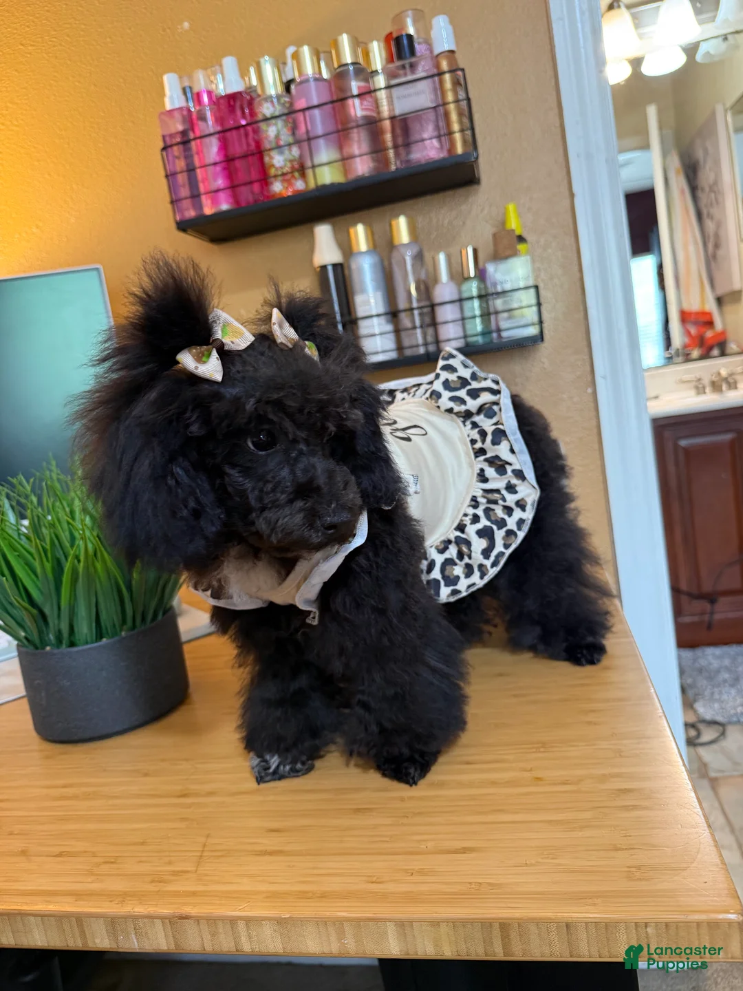 Toy Poodle dogs for sale: Daisy (teacup) - Ad 2