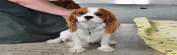 Cavalier King Charles Spaniel dogs for sale: Pluto - Ad 7