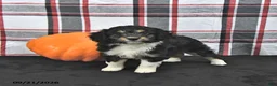 Mini Aussiedoodle dogs for sale: Darcy - Ad 1