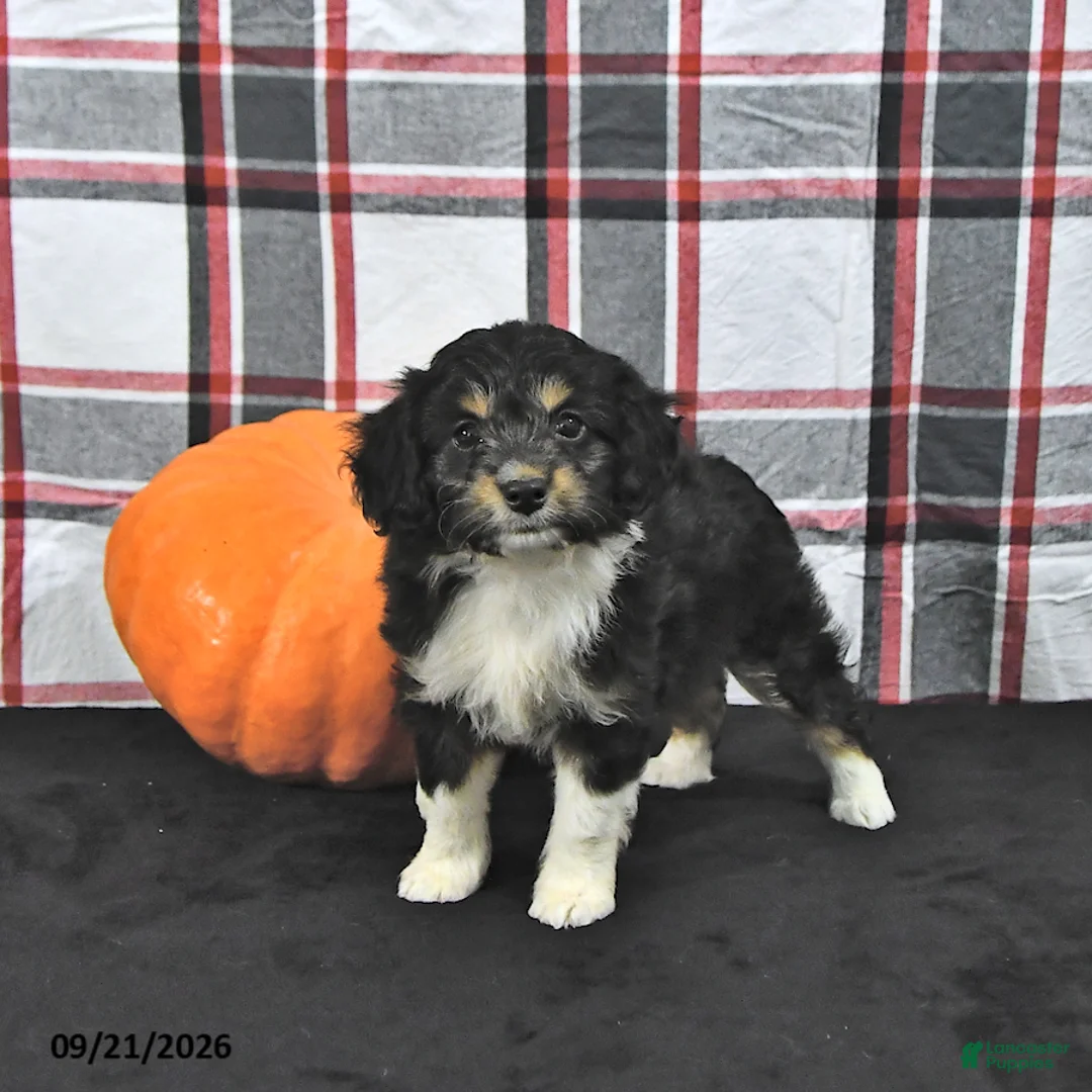 Mini Aussiedoodle dogs for sale: Darcy - Ad 1