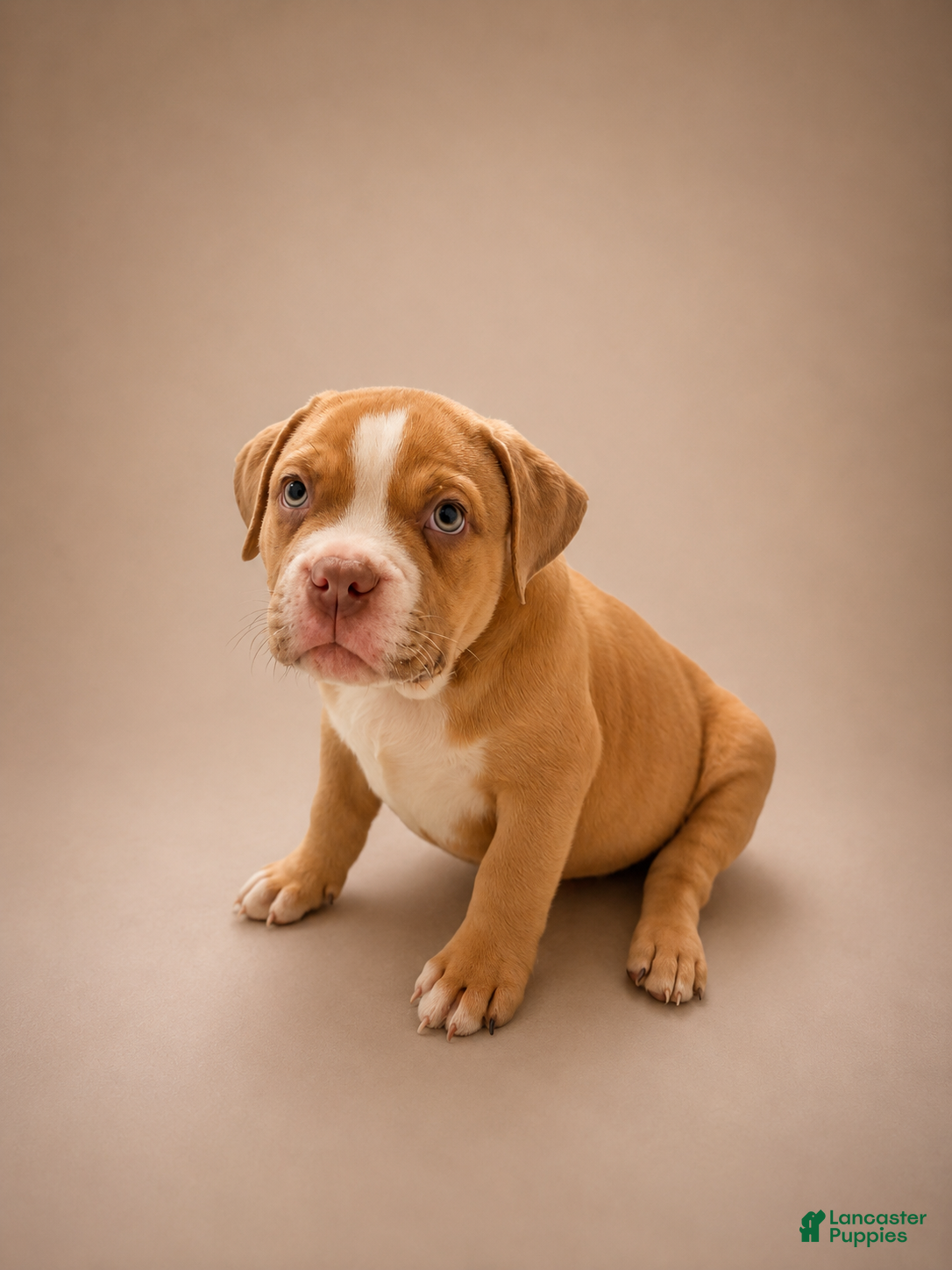 American Bully dogs Deuce - Ad 2