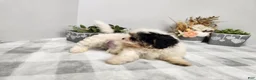 Teddy Bear dogs for sale: Claude - Ad 21