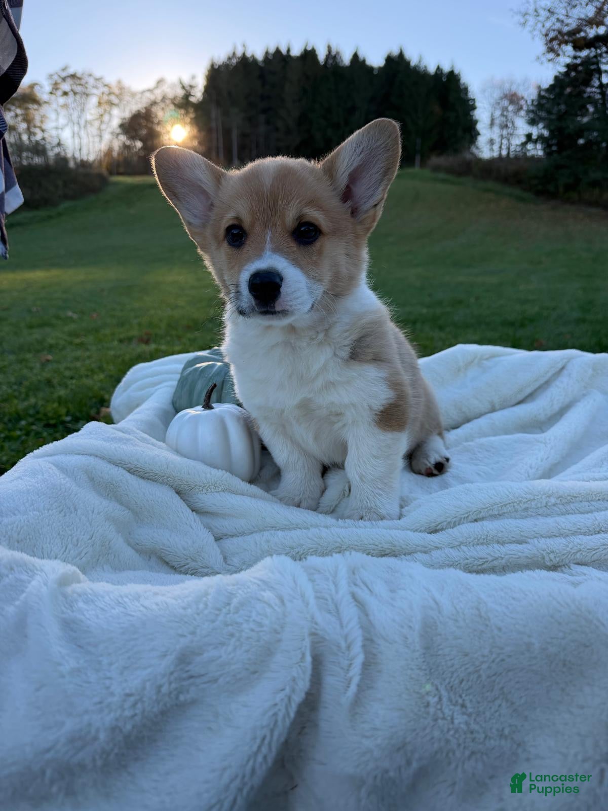Welsh Corgi Pembroke dogs for sale: Lukas - Ad 2