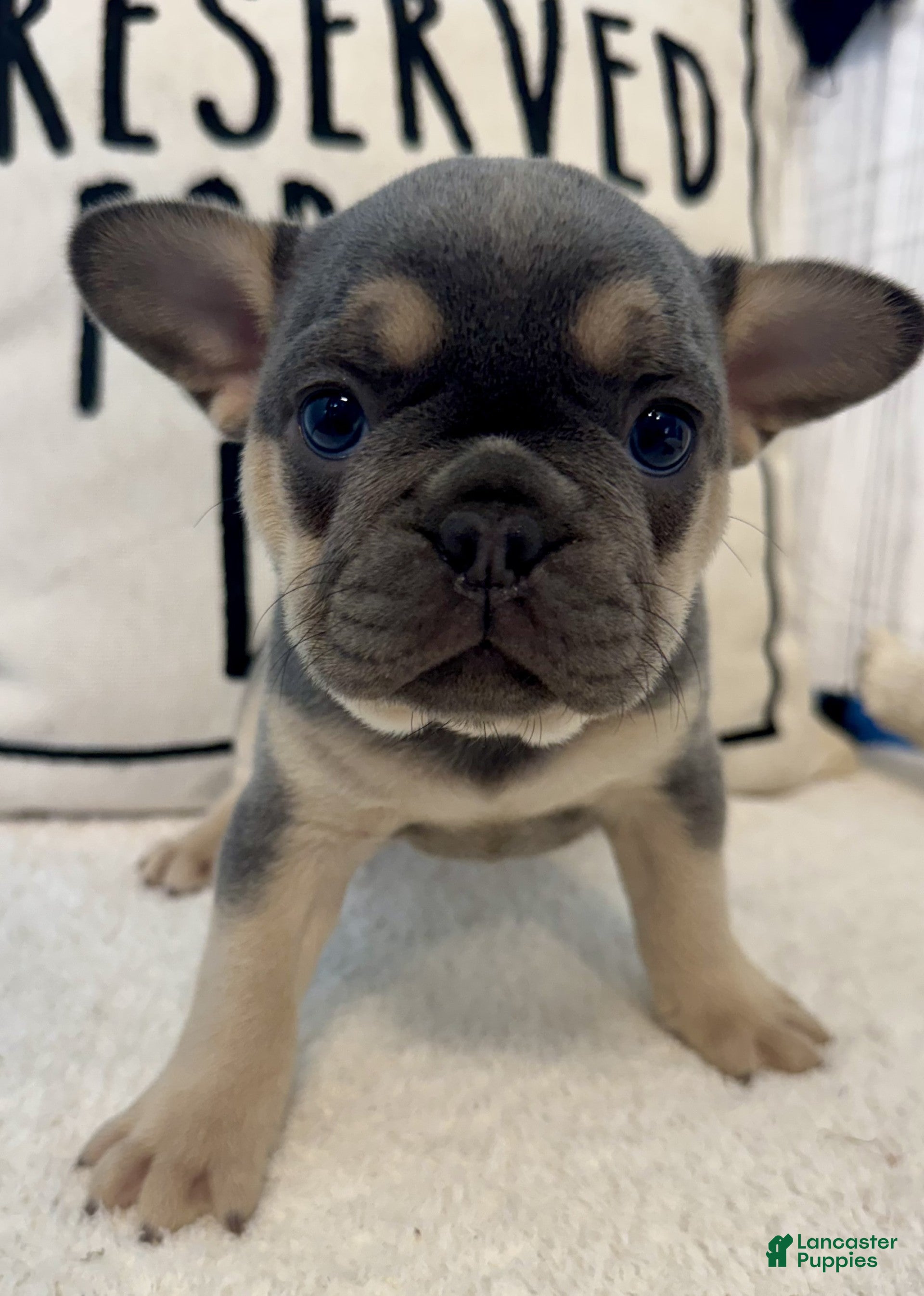 French Bulldog dogs Mia - Ad 2