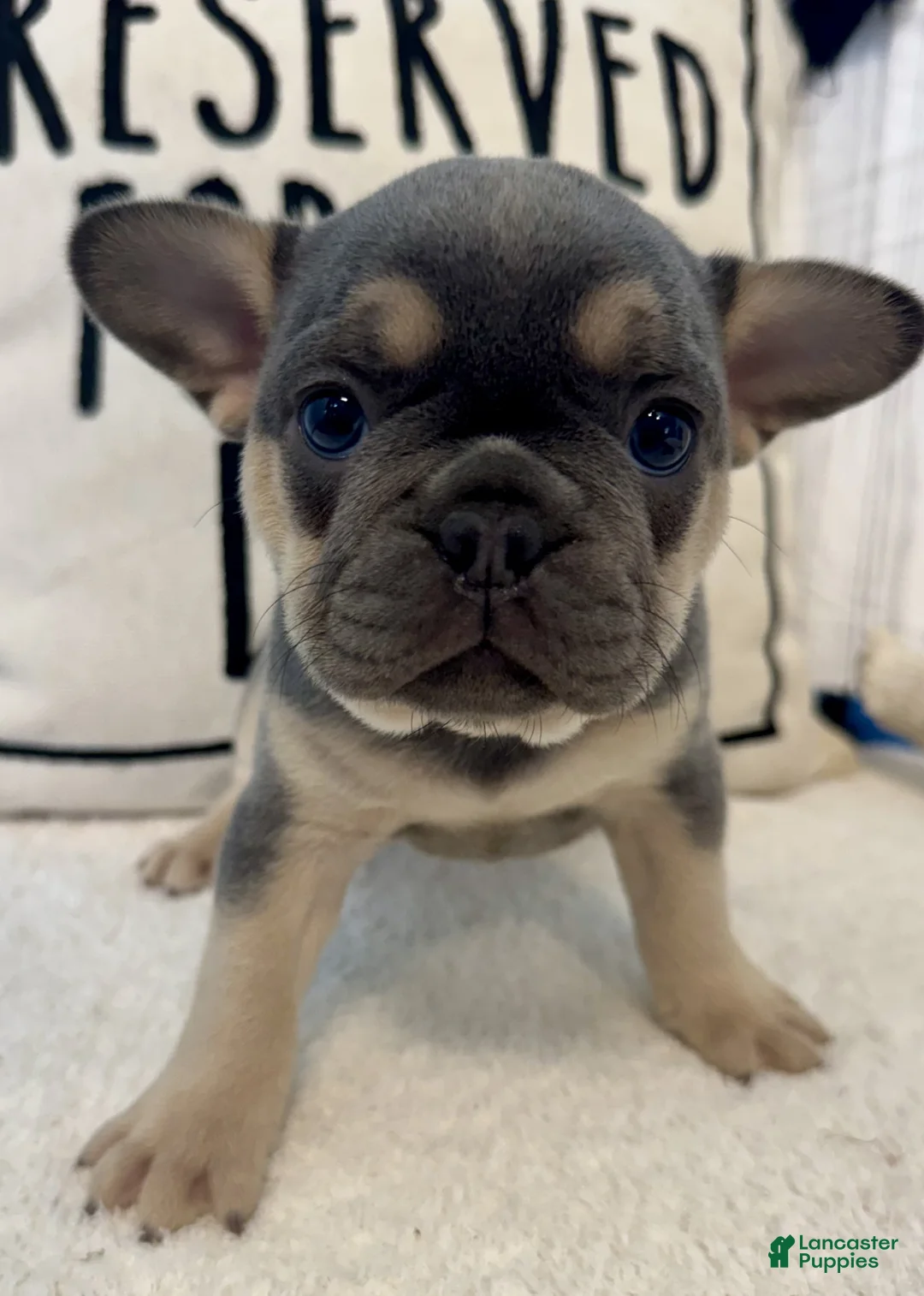 French Bulldog dogs for sale: Mia - Ad 2