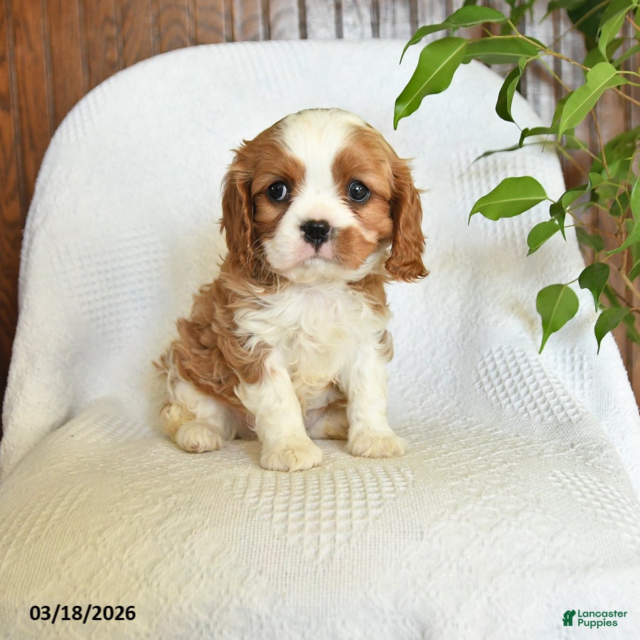 Cavalier King Charles Spaniel dogs Chase - Ad 1