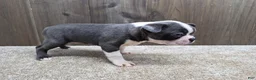 Boston Terrier dogs for sale: Smokey - Ad 5