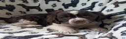 English Springer Spaniel dogs for sale: Belle - Ad 1