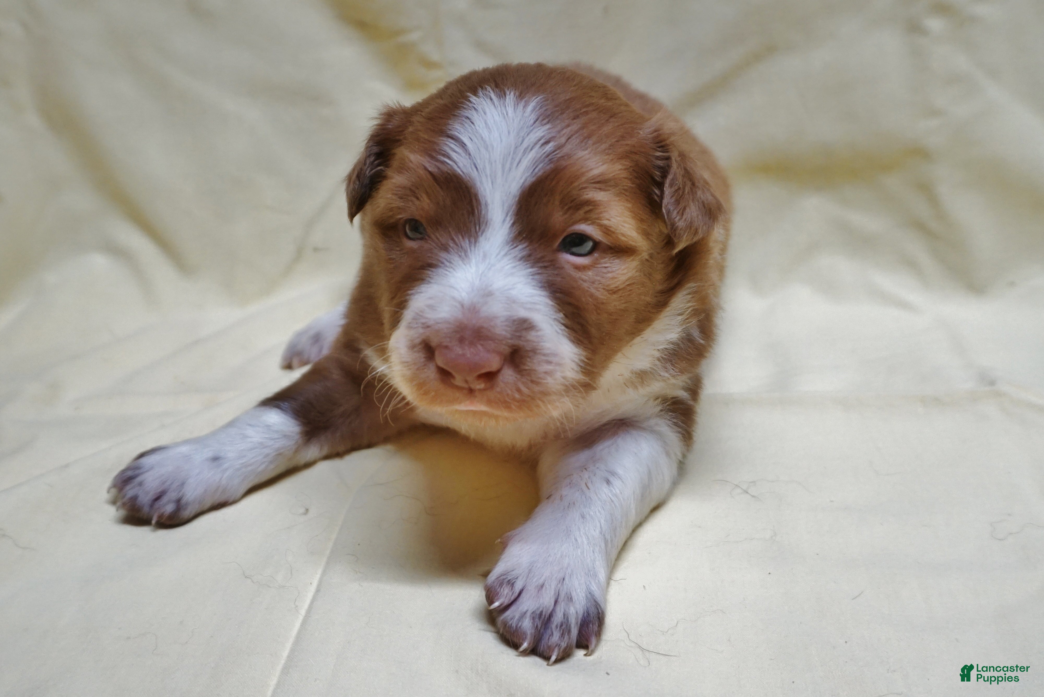 Border Collie dogs Bryson - Ad 4