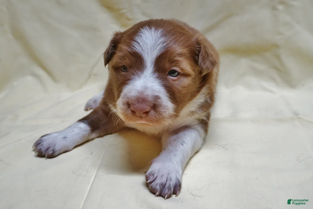 Border Collie dogs for sale: Bryson - Ad 1