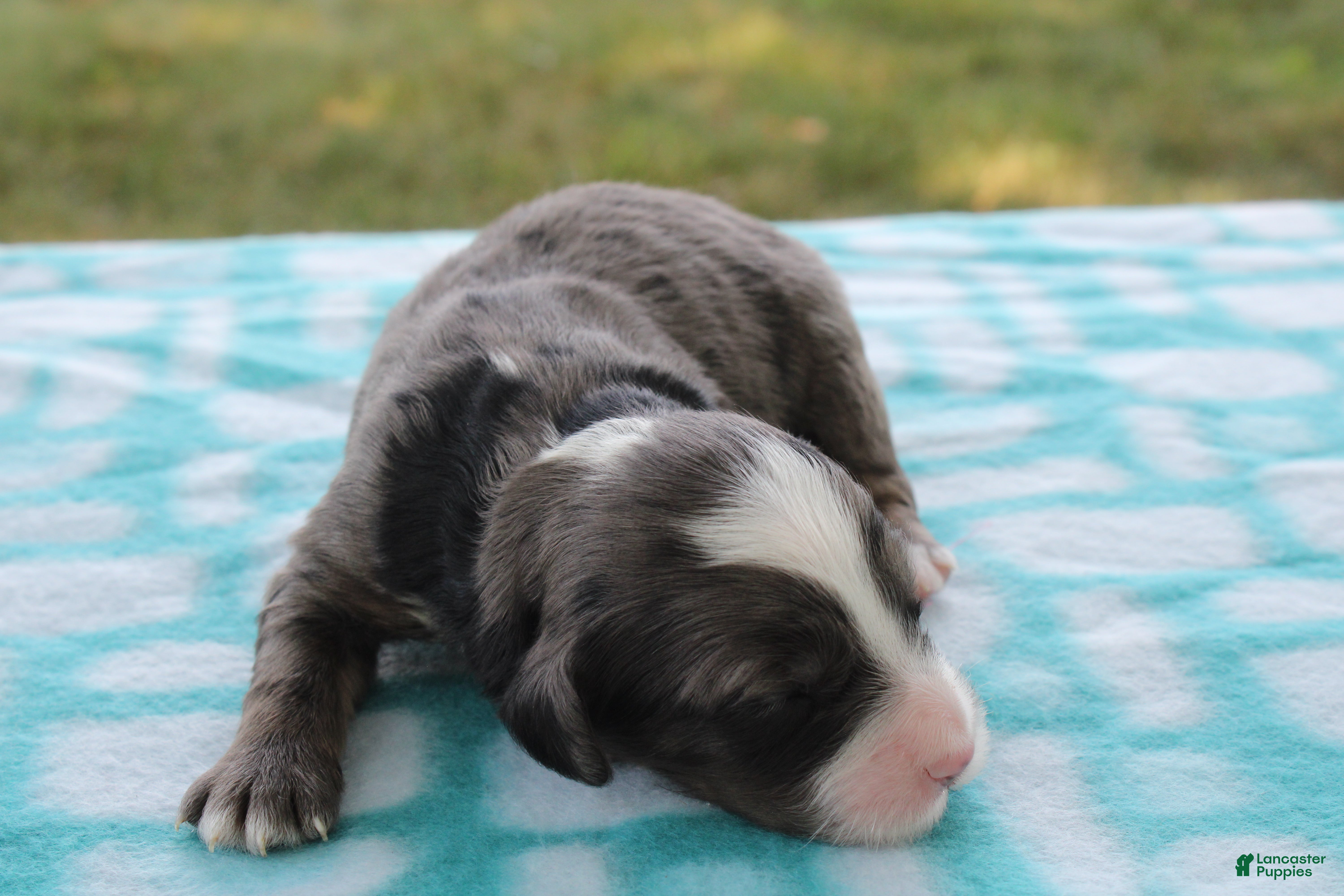 Mini Goldendoodle dogs Vino - Ad 2