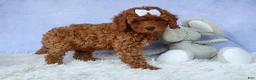 Cavapoo dogs for sale: TASHA - Ad 9