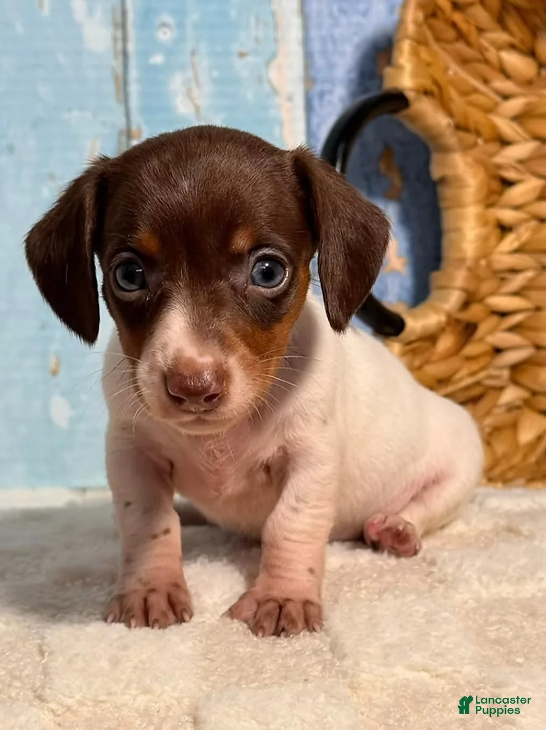 Dachshund dogs for sale: Dachshund Puppy 1 - Ad 2