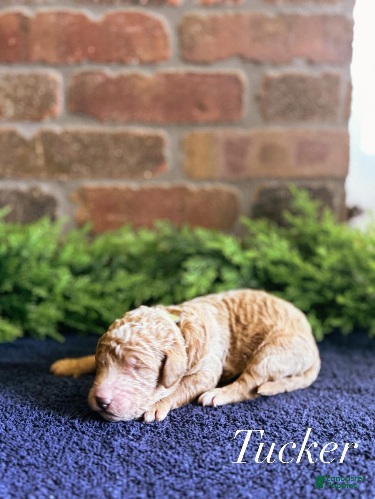 Goldendoodle dogs Goldendoodle Puppy 1 - Ad 22