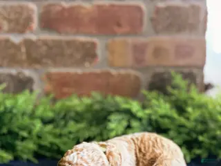 Goldendoodle dogs Goldendoodle Puppy 1 - Ad 22