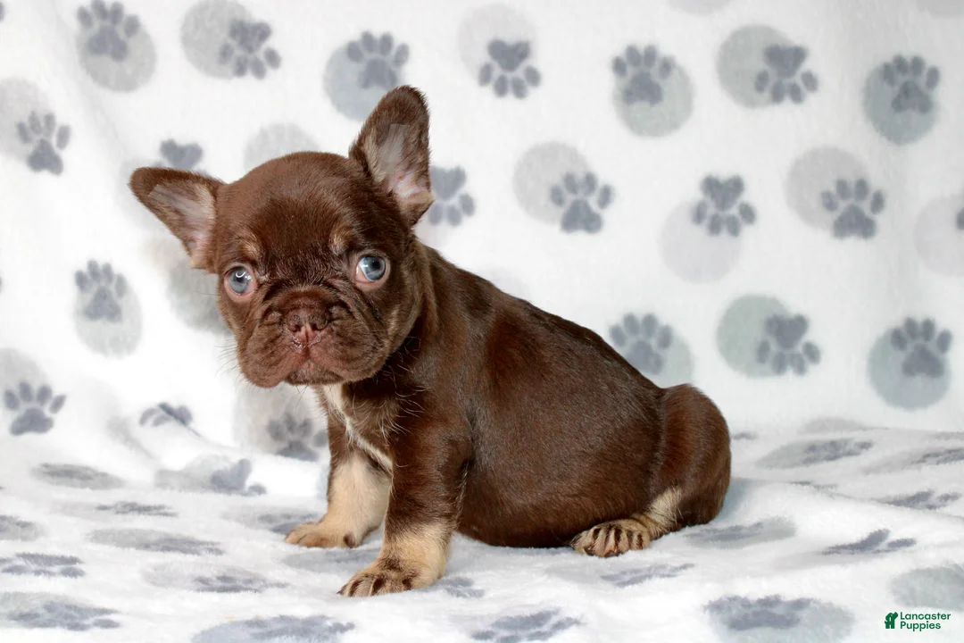 French Bulldog dogs for sale: Reese - Ad 1