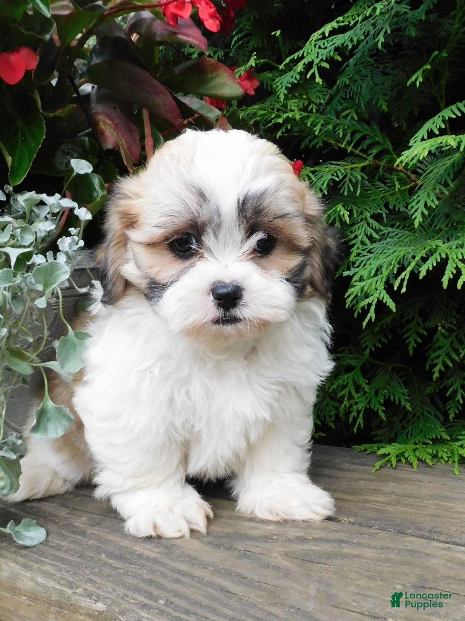 Teddy Bear dogs Violet  - Ad 1