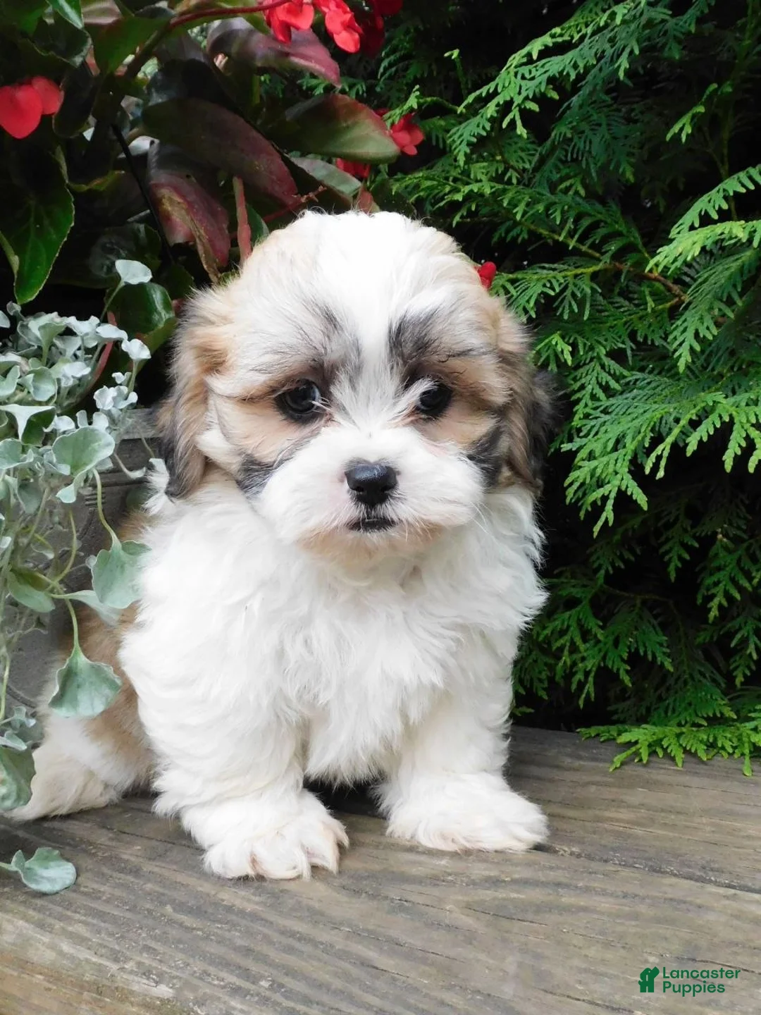 Teddy Bear dogs for sale: Violet  - Ad 1