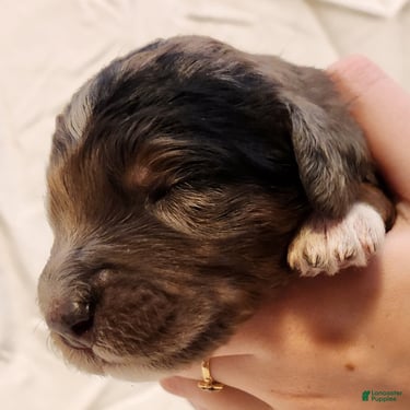 Mini Aussiedoodle dogs for sale: Diesel_Male Blue Merle with Red points and  White Accents - Ad 1