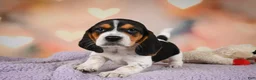 Beagle dogs for sale: OTTO - Ad 6