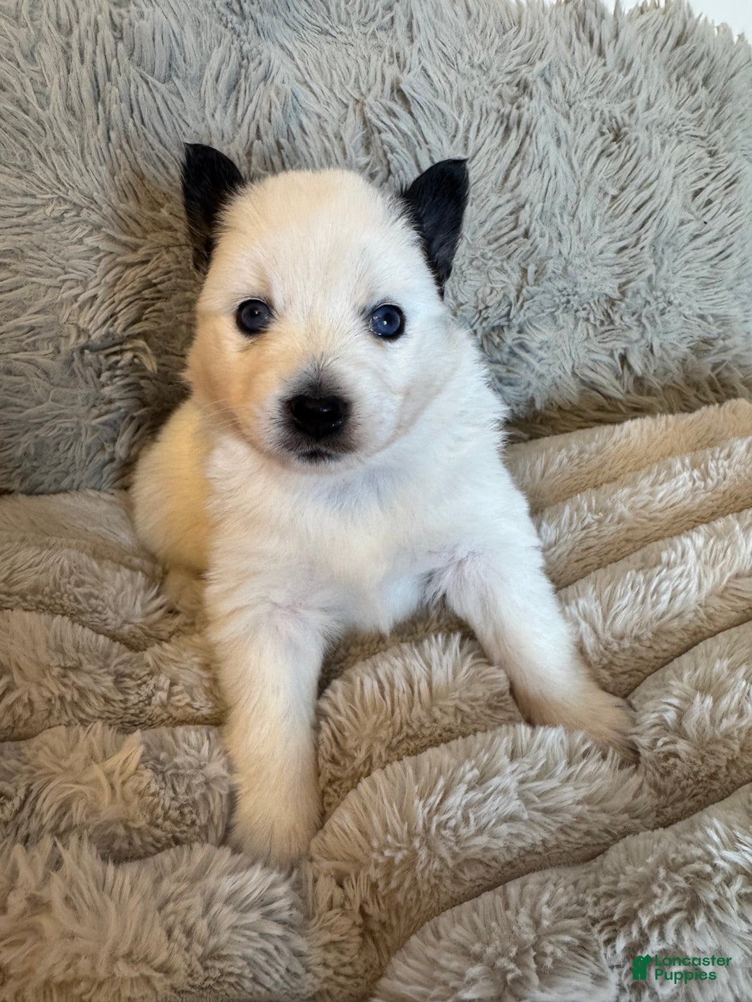 Pomsky dogs for sale: White Male with black spots - Ad 9