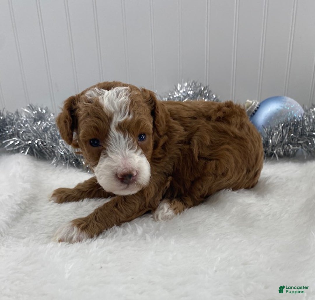 Toy Poodle dogs for sale: Rusty - Ad 3