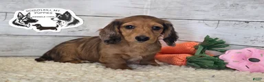 Muffin