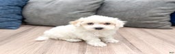 Bichpoo dogs for sale: Leo - Ad 1