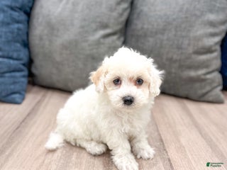 Bichpoo dogs Leo - Ad 41