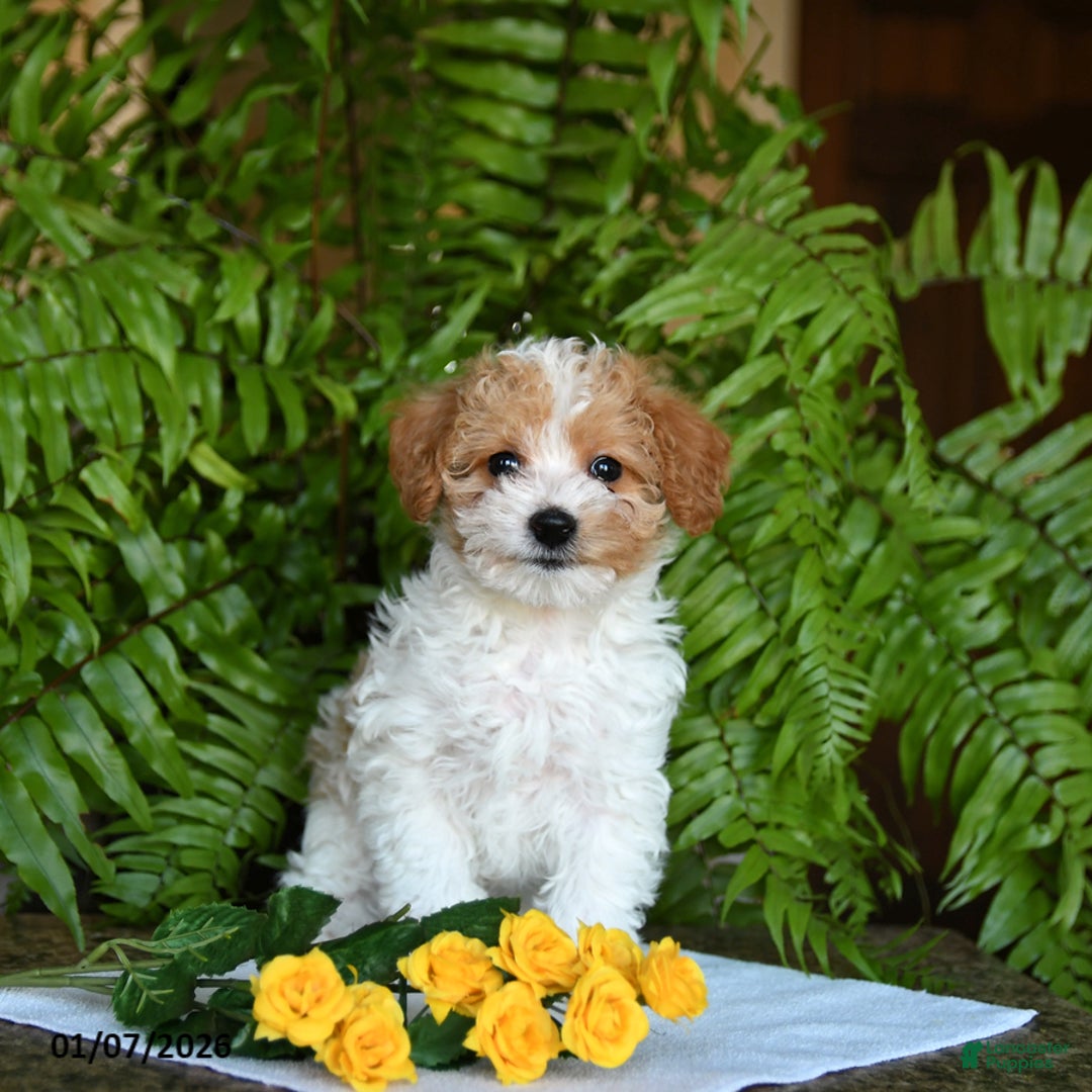 Mixed Breed dogs for sale: Charlie - Ad 3