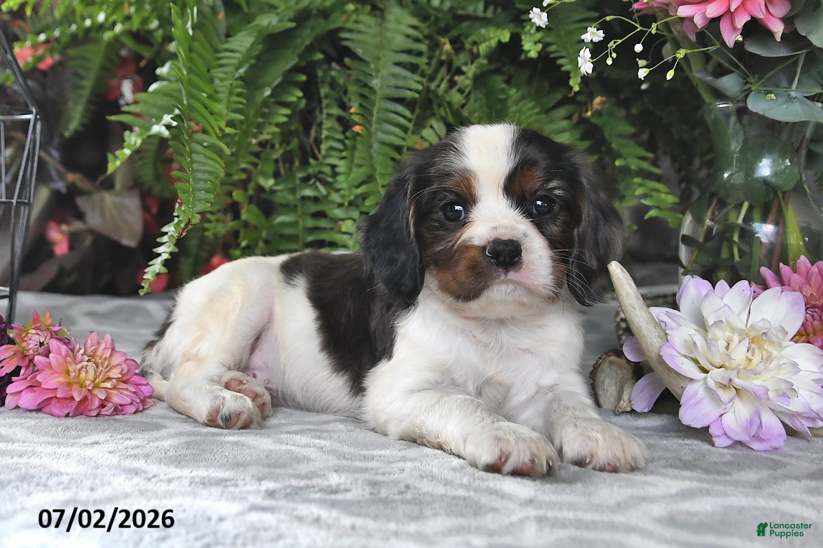 Cavalier King Charles Spaniel dogs Jordan - Ad 2
