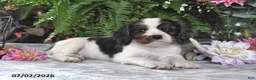 Cavalier King Charles Spaniel dogs for sale: Jordan - Ad 2