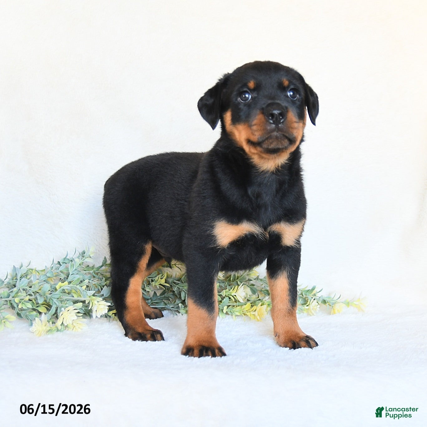 Rottweiler dogs Alfie - Ad 2