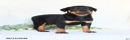 Rottweiler dogs for sale: Alfie - Ad 2