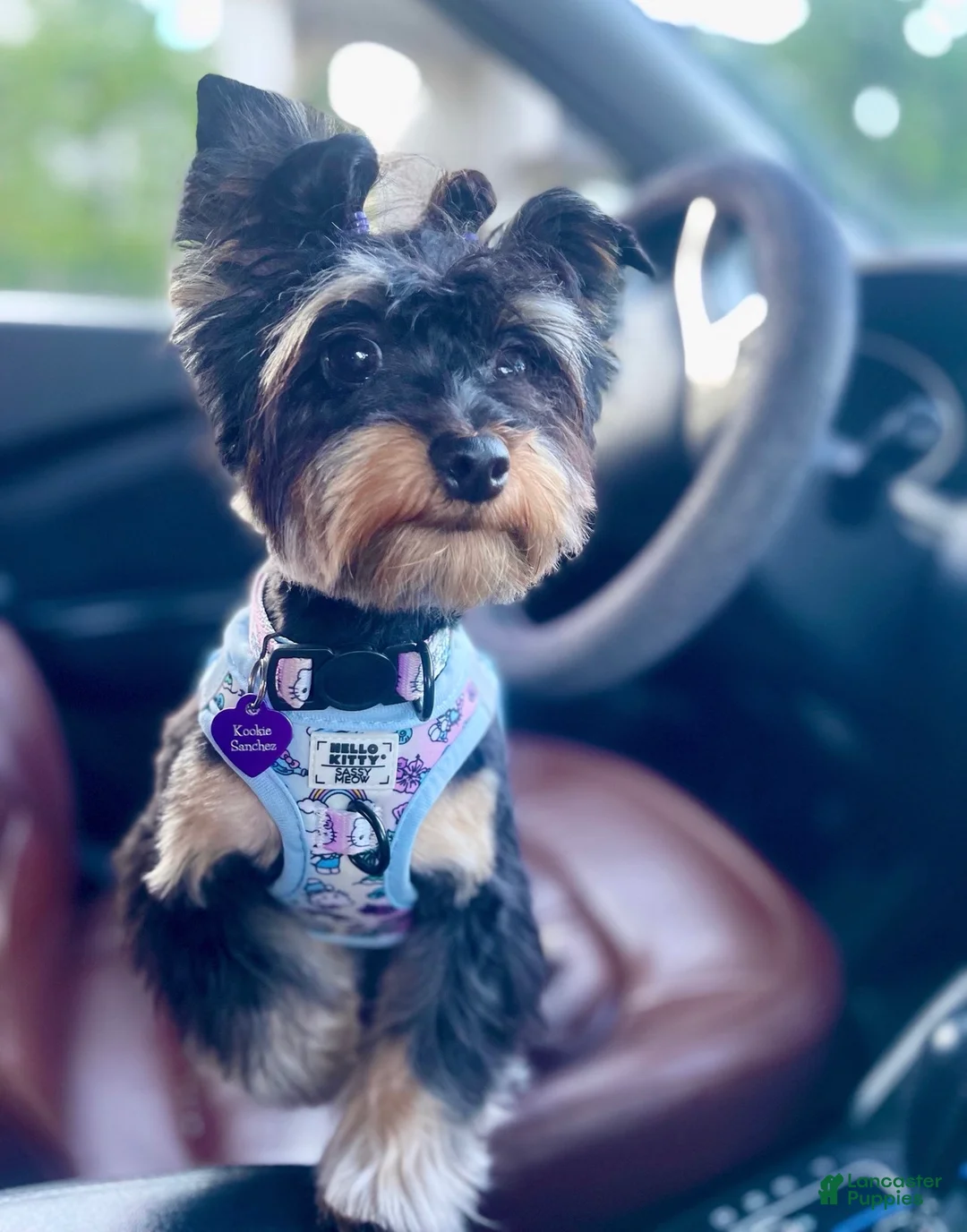 Yorkshire Terrier dogs for sale: Yorkshire Terrier 1 - Ad 6