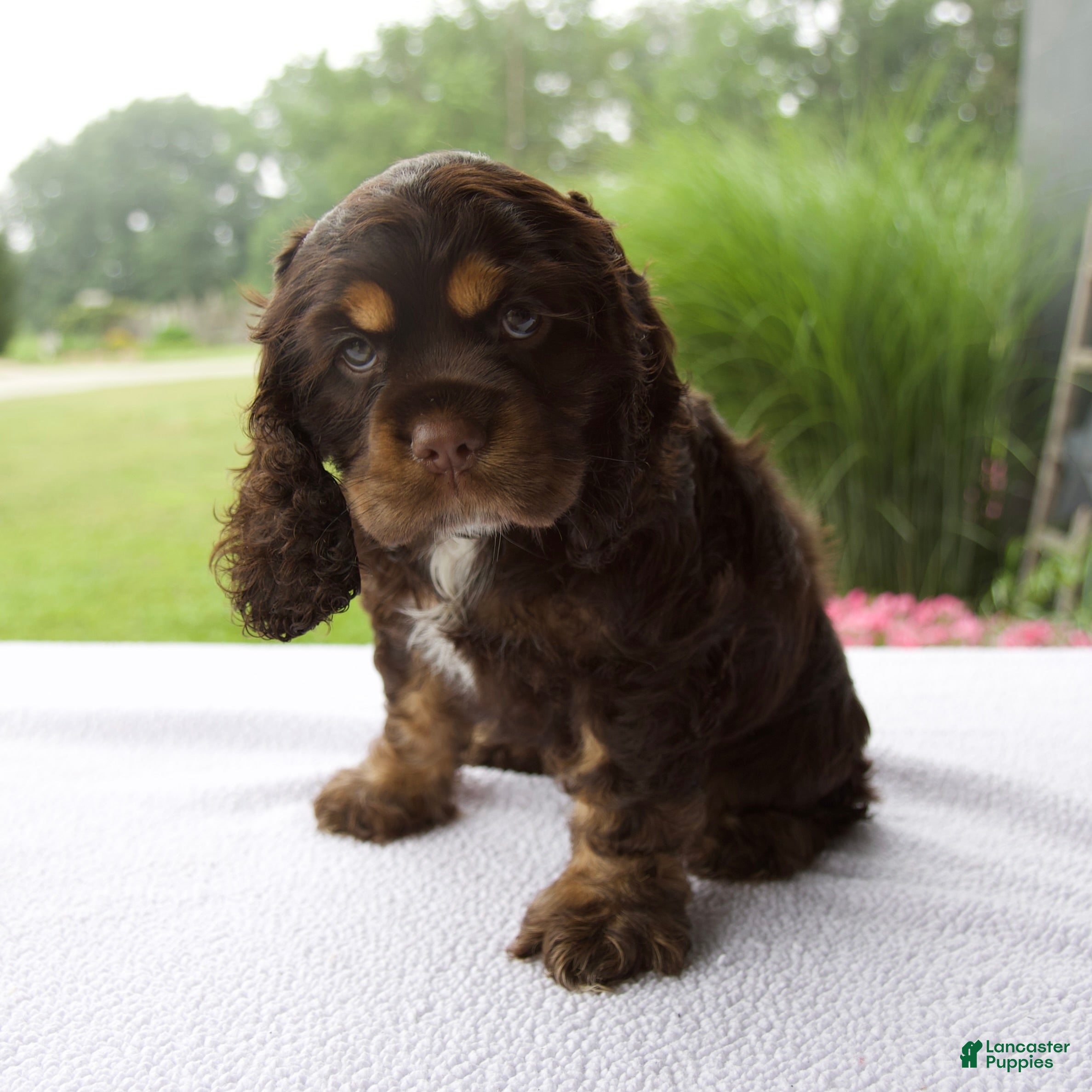 Cocker Spaniel dogs Karla - Ad 1