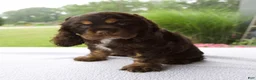 Cocker Spaniel dogs for sale: Karla - Ad 1