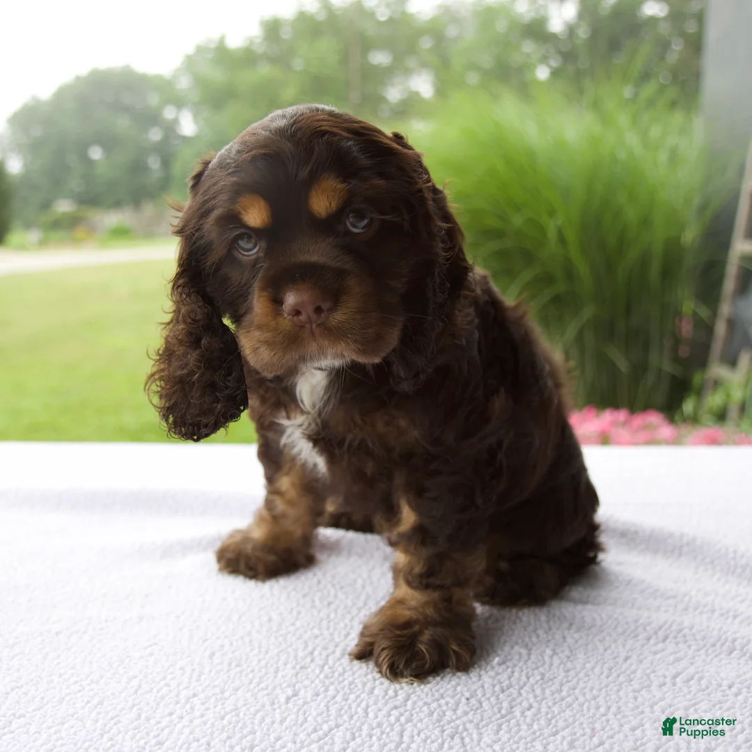 Cocker Spaniel dogs for sale: Karla - Ad 1
