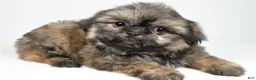 Shih Tzu dogs for sale: Quinton - Ad 6